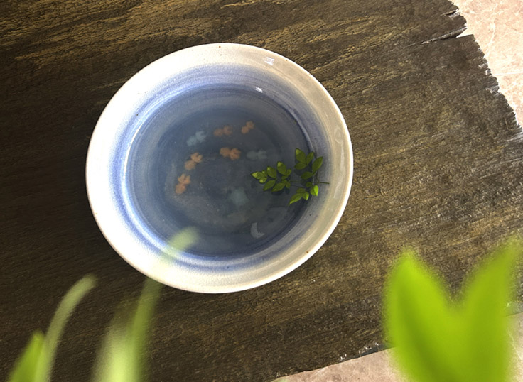金魚 泳いでます。